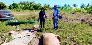 The City Agriculture and City Veterinary offices strengthen monitoring of areas with swines manifesting symptoms of African Swine Fever. Roxas City and eight other towns in Capiz logged the hog disease. RONNIE DADIVAS FB
