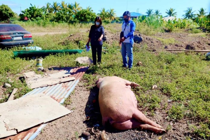 Roxas City ASF The City Agriculture and City Veterinary offices strengthen monitoring of areas with swines manifesting symptoms of African Swine Fever. Roxas City and eight other towns in Capiz logged the hog disease. RONNIE DADIVAS FB