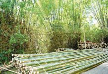 Bamboo use in construction enhanced The Forest Products Research and Development Institute is promotinge the use of bamboo for construction because of the current housing backlog in the country. DENR PHOTO