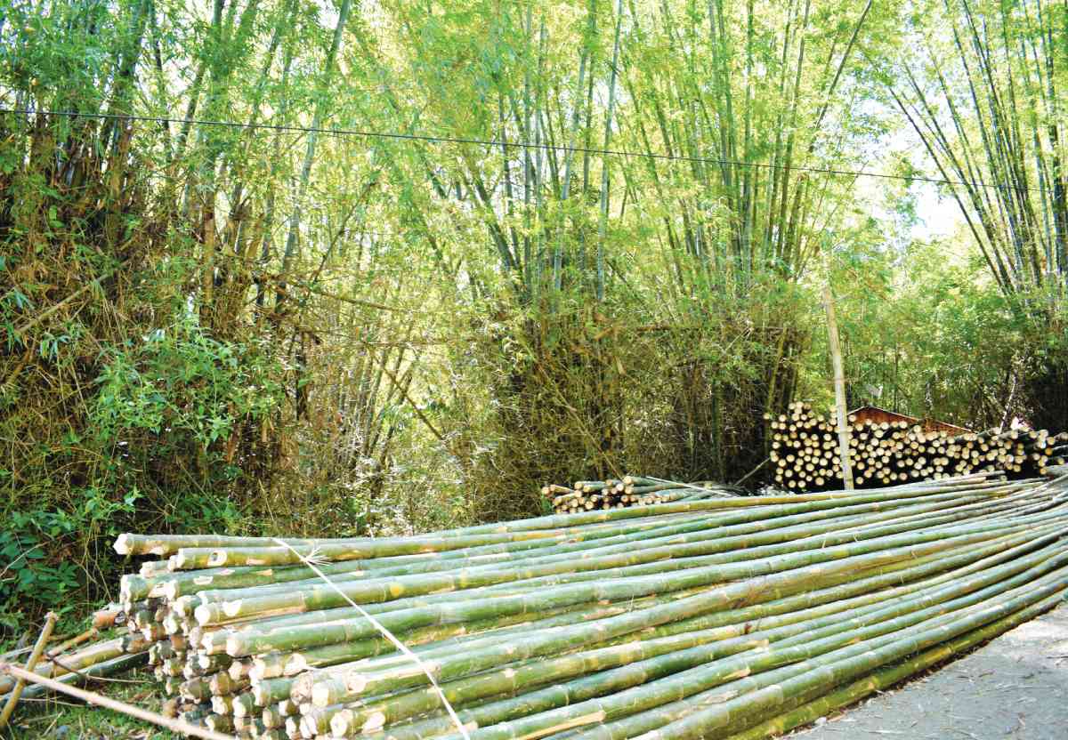 Bamboo use in construction enhanced