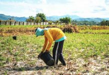 A man attends to his plot of land as a sharecropper in Barraca, Ilocos Norte. JONATHAN CELLONA/ABS-CBN NEWS PHOTO