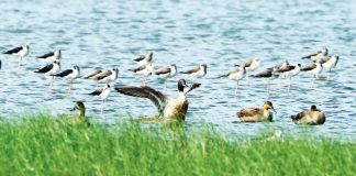 Photo shows migratory birds, Northern Pintails, in Barangay Hinactacan, La Paz, Iloilo City. The Bureau of Animal Industry Region 6 says laboratory results of samples from migratory birds that travel from one area, apart from Roxas City, to another turned out negative for bird flu. RACHEL CASIO/DENR PHOTO