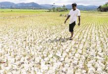 PARCHED. A farmer inspects a paddy in his three-hectare rice farm that was hit by the dry spell in the village of Burungutan in North Upi town, Maguindanao province, early this year. JEOFFREY MAITEM / INQUIRER MINDANAO