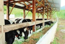 Dairy authority plans to boost milk production The high-breed dairy cows in Mount Campana in Camiguin province produce fresh milk for school children. ERCEL MAANDIG PHOTO