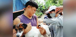 The municipality of Santa Barbara, Iloilo started vaccinating dogs against rabies on March 2. The provincial government of Iloilo targets vaccinating at least 215,000 heads out of the total 314,494 dogs by the end of April. NEV SON/ILOILO PVO PHOTO