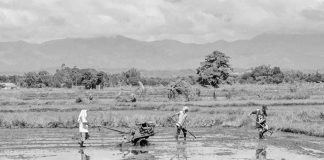 The Iloilo Provincial Health Office urged farmers to avoid wading through farm water, especially if they have cuts or open wounds. PN FILE PHOTO