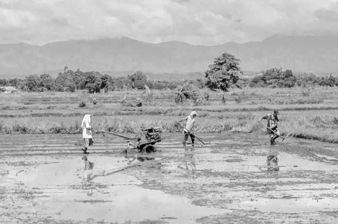 The Iloilo Provincial Health Office urged farmers to avoid wading through farm water, especially if they have cuts or open wounds. PN FILE PHOTO