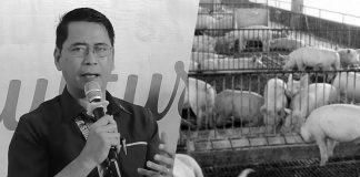 Department of Agriculture Region 6 regional executive director Jose Albert Barrogo says repopulation starts from sentineling or “planting” hog sentinels in the African Swine Fever-affected area. If the hogs get sick, the virus is still present, he adds. PNA PHOTO
