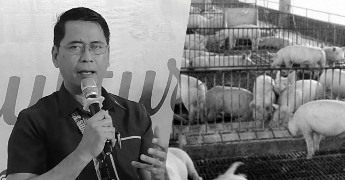 guimaras-swine Department of Agriculture Region 6 regional executive director Jose Albert Barrogo says repopulation starts from sentineling or “planting” hog sentinels in the African Swine Fever-affected area. If the hogs get sick, the virus is still present, he adds. PNA PHOTO