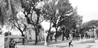 Twenty-six trees giving shade to plaza-goers in Jaro, Iloilo City will be cut down as part of the ongoing rehabilitation. Although all are non-endemic and non-protected species, replacement seedlings will be planted. AJ PALCULLO/PN
