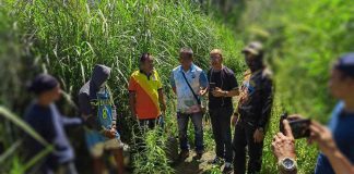 Suspected marijuana plants and dried leaves were recovered in Murcia, Negros Occidental yesterday, March 22. PDEU NOCPPO