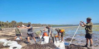 Philippine Coast Guard (PCG) District Western Visayas personnel collect 190 sacks of oil sludge from oil spill-affected areas in Caluya, Antique. Photo shows the coastal cleanup in Sitio Sabang, Barangay Tinogboc, Caluya. PCG-WESTERN VISAYAS PHOTO