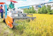 The Department of Agriculture (DA) Region 6 advised rice farmers in Western Visayas to plant early. DA-6 data showed that 44 percent of the region's 322,000 hectares of rice areas are irrigated. PN FILE PHOTO