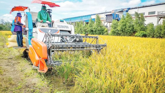 rice farmers The Department of Agriculture (DA) Region 6 advised rice farmers in Western Visayas to plant early. DA-6 data showed that 44 percent of the region's 322,000 hectares of rice areas are irrigated. PN FILE PHOTO