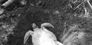A 70-kilogram sea turtle washed ashore in Panay, Capiz. It was not the town’s first time finding a giant sea turtle dead. ERWIN AREVALO