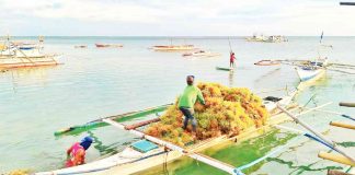 Farmers harvest seaweeds in Panagatan Island, Caluya, Antique in this undated photo. Panagatan and Sibay islands are where Caluya’s seaweeds are mainly produced. CARLO VILLONO CABALLERO/CALUYA MUNICIPAL TOURISM OFFICE FB PHOTO