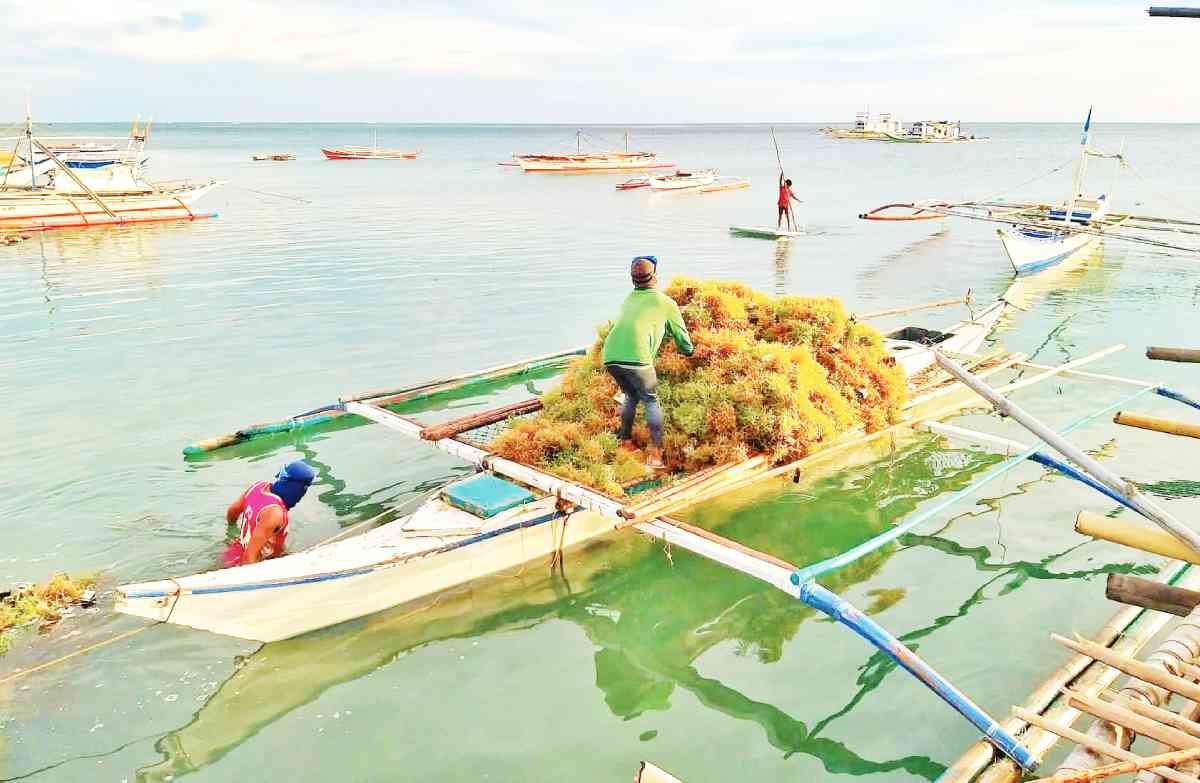 OIL SPILL RUINS P4M SEAWEEDS; BFAR6 tells Caluya farmers to harvest