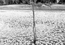 Millions of dead fish wash up near Australian town Dead fishes cover this river in New South Wales, Australia. BBC