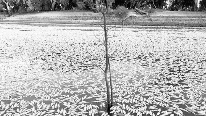 world australia Dead fishes cover this river in New South Wales, Australia. BBC