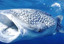 Ocean treaty: Historic agreement reached after decade of talks Marine protected areas could help endangered species like the whale shark – the largest living fish – recover. ALEXIS ROSENFELD/GETTY IMAGES