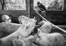 ‘Unlimited,’ ‘untested’ pork imports blamed for spread of ASF The Samahang Industriya ng Agrikultura said the government should look into providing assistance for local hog raisers and farmers as the African Swine Fever continues to spread. PHOTO COURTESY OF ABS-CBN NEWS