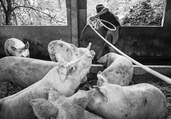 ASF spread The Samahang Industriya ng Agrikultura said the government should look into providing assistance for local hog raisers and farmers as the African Swine Fever continues to spread. PHOTO COURTESY OF ABS-CBN NEWS