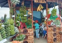 La Castellana banana fest bounces back with more varieties Barangay Masulog displays several banana varieties in the ongoing Banana Festival of La Castellana, Negros Occidental. The five-day event, which kicked off Saturday, April 1, was held for the first time at the Mandayao Panorama Park. PNA PHOTO BY NANETTE L. GUADALQUIVER