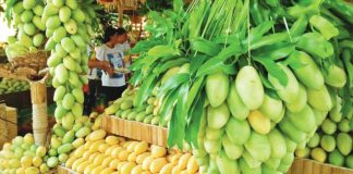Some 100 tonnes of mangoes await visitors of the Manggahan Festival 2023 in Guimaras. PNA PHOTO