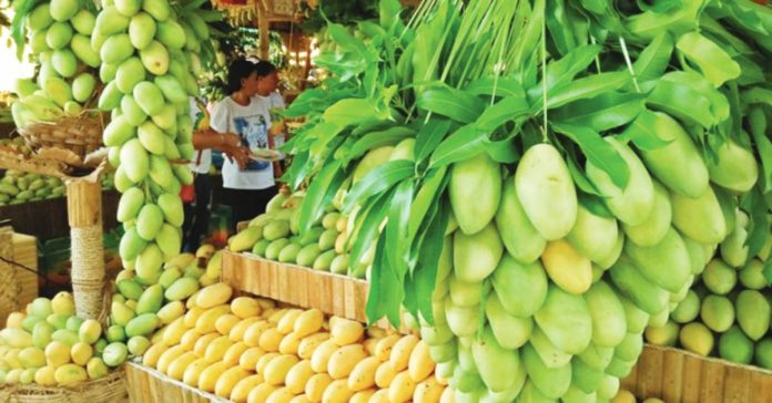 Manggahan Festival Some 100 tonnes of mangoes await visitors of the Manggahan Festival 2023 in Guimaras. PNA PHOTO