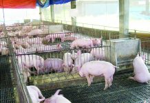 Western Visayas continues to ship swine to Luzon The Department of Agriculture Agribusiness and Marketing Division in Western Visayas said areas in the region that are free from the African Swine Fever continue to sell their swine outside of the region. DA PHOTO