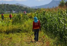 NEDA chief cites need for resilient agri sector Farmhands arrive to tend to the maize farms in Barraca, Ilocos Norte. JONATHAN CELLONA, ABS-CBN NEWS/FILE PHOTO