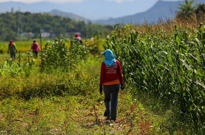 agri_sector.JPG_resized Farmhands arrive to tend to the maize farms in Barraca, Ilocos Norte. JONATHAN CELLONA, ABS-CBN NEWS/FILE PHOTO