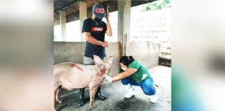 Despite Aklan’s intensified efforts to keep the province safe from the African Swine Fever (ASF), the hog disease penetrated Balete town. File photo shows personnel of the Office of the Provincial Veterinarian-Aklan conducting ASF serosurveillance. OFFICE OF THE PROVINCIAL VETERINARIAN-AKLAN PHOTO