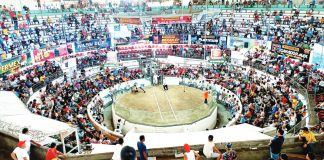 The annual Candelaria cock derby at the Iloilo Coliseum in Jaro, Iloilo City is a fiesta fixture. It draws cockfighting enthusiasts even from abroad. AJ PALCULLO/PN
