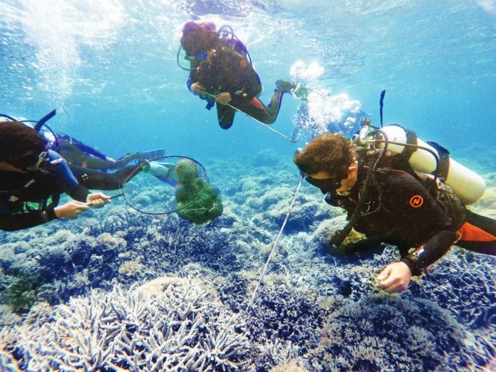 crown of thorns Around 400 coral predators, Crown-of-thorns, were removed at the Malabagon Reef in Escalante City, Negros Occidental. DENR 6 PHOTO