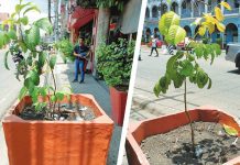 Planting native trees: More than just greening the City of Love The Iloilo City government is keen to propagate native trees across the metropolis.