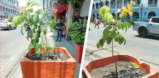 The Iloilo City government is keen to propagate native trees across the metropolis.