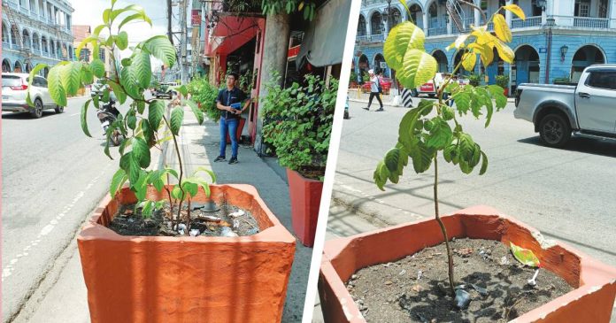 greening The Iloilo City government is keen to propagate native trees across the metropolis.