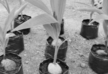 NegOcc farm established as hybrid coconut seed production site Coconut seeds at the Manapla Hybrid Seednut Production Center in Negros Occidental. It is one of the three on-farm coconut hybridization sites established by the Philippine Coconut Authority in Western Visayas under the Coconut Farmers and Industry Development Plan-Coconut Hybridization Project. PIO NEGROS OCCIDENTAL PHOTO