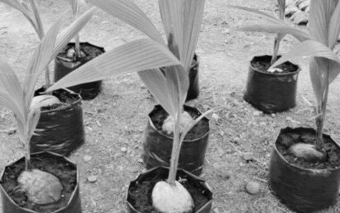 hybrid coconut seed Coconut seeds at the Manapla Hybrid Seednut Production Center in Negros Occidental. It is one of the three on-farm coconut hybridization sites established by the Philippine Coconut Authority in Western Visayas under the Coconut Farmers and Industry Development Plan-Coconut Hybridization Project. PIO NEGROS OCCIDENTAL PHOTO