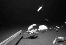 Deepest ever fish caught on camera off Japan BBC