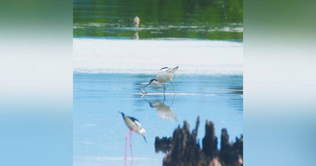 Pied Avocet migratory birds are seen during the conduct of the Asian Waterbird Census in Barangay Latasan, EB Magalona, Negros Occidental on Jan. 17, 2023. DENR-6 PHOTO