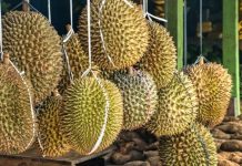 DTI eyes visiting China to attract more investors China is interested in tropical food such as durian. According to the Department of Agriculture, Chinese nationals have a strong appetite for durian. PHOTO COURTESY OF PNA
