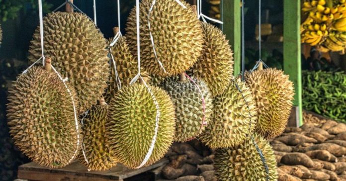 China is interested in tropical food such as durian. According to the Department of Agriculture, Chinese nationals have a strong appetite for durian. PHOTO COURTESY OF PNA