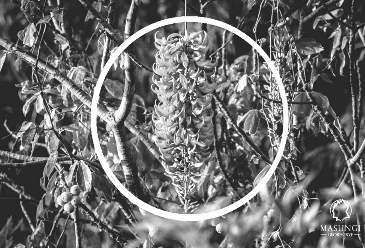 Endangered Jade Vine spotted blooming in Masungi Georeserve