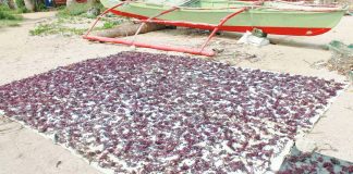 Dried kappaphycus seaweed in Estancia, Iloilo is seen in this undated photo. Seaweed production is a good source of income, according to the Iloilo Provincial Agriculture Office. Seaweeds could be processed, dried or pickled. EDO ANDRIESSE PHOTO