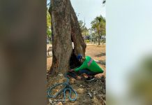 SAVING THE TREE THROUGH SURGERY. A surgery is being performed on two old molave trees at Plaza Libertad in Iloilo City. CENRO PHOTO