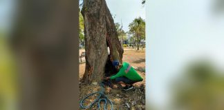 SAVING THE TREE THROUGH SURGERY. A surgery is being performed on two old molave trees at Plaza Libertad in Iloilo City. CENRO PHOTO