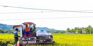 A farmer from Sibalom, Antique is harvesting his first grains of the Golden Rice variety. The provincial government created an El Niño Task Force to mitigate the agricultural effects of the dry spell. PROVINCE OF ANTIQUE FACEBOOK PHOTO