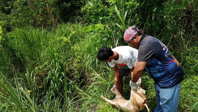 Hot_meat_resized Around 70 kilos of 'hot meat' were confiscated by the Bantay Karne and African swine fever Task Force in Kalibo, Aklan. The town is on heightened alert for the hog disease after it was recorded in Aklan province. BRIGADA NEWS FM KALIBO